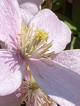 clematis