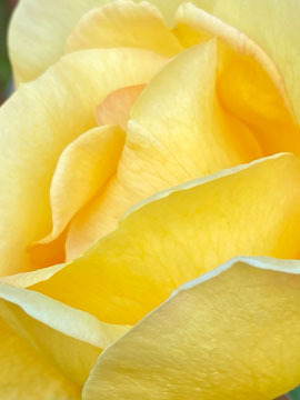 yellow rose