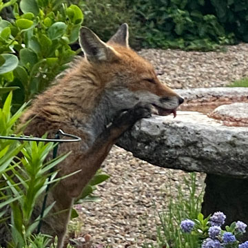 fox