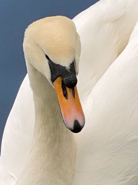swan