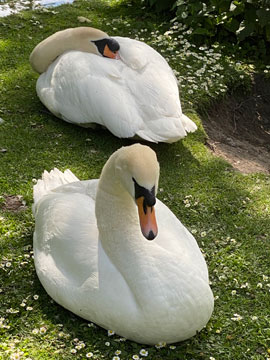 swans
