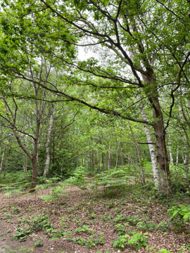 woodland