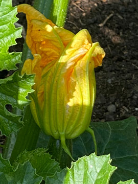 courgette