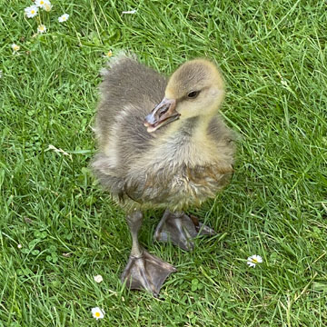 gosling