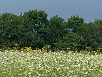 wild flower meadow