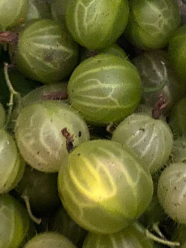 gooseberries