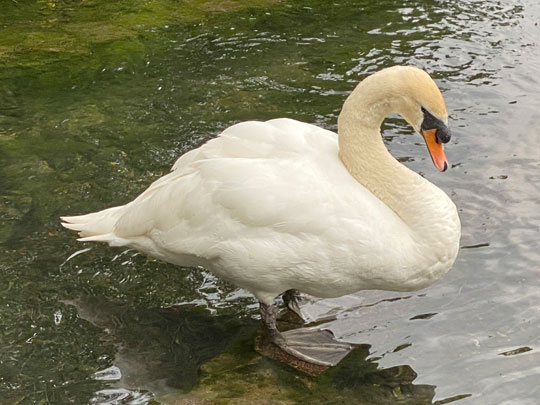 swan