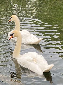 swans