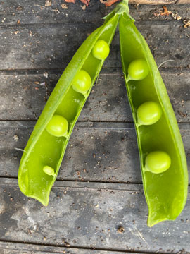 peas