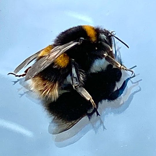 bee