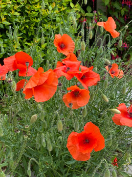 poppies