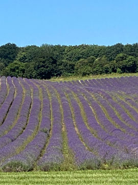 lavender field
