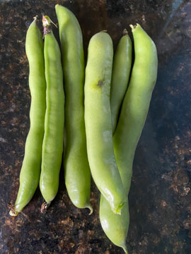 broad beans