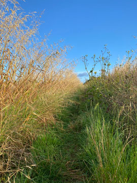 public footpath
