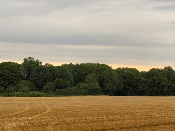stubble field