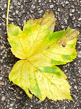 leaf