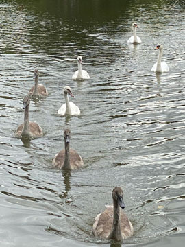 swans