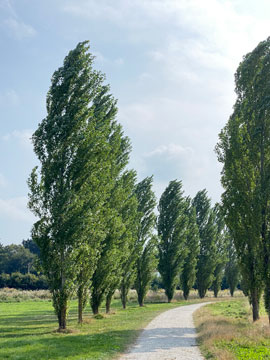 Richmal Crompton Fields