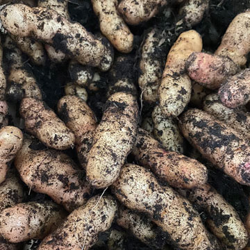 potatoes