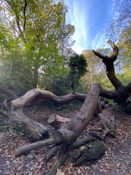 sydenham wood