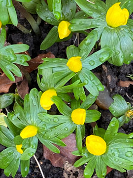 aconite