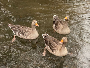 Greylags