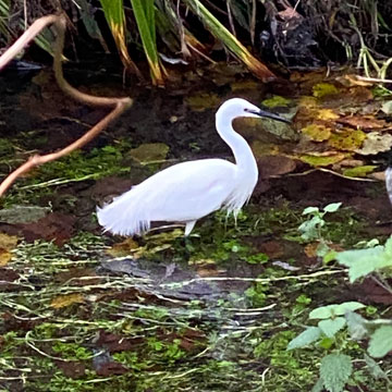 egret