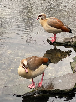 Egyptian Geese