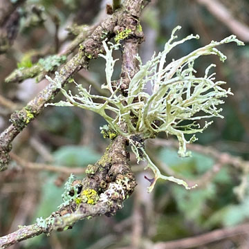 lichen