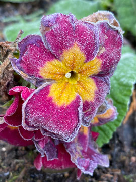 frosty primula