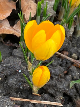 crocus