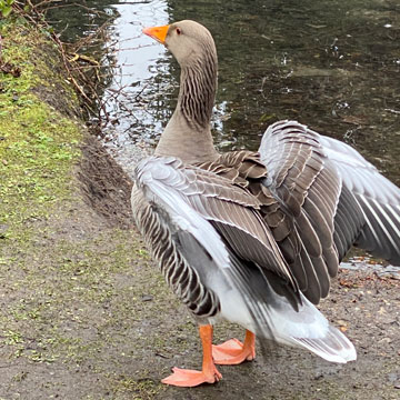 Greylag