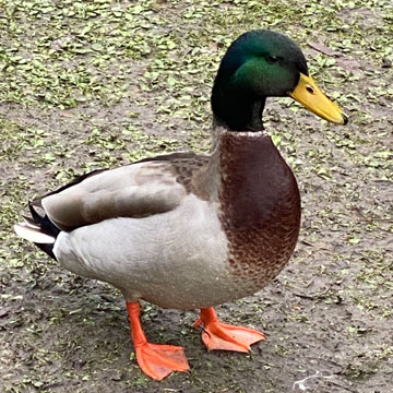 mallard