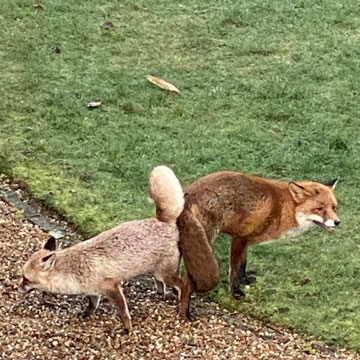 foxes