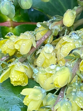 Mahonia