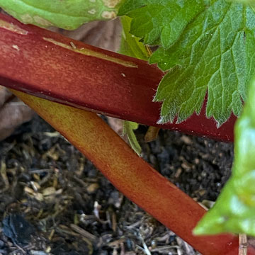 rhubarb