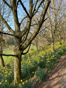 tree and daffs
