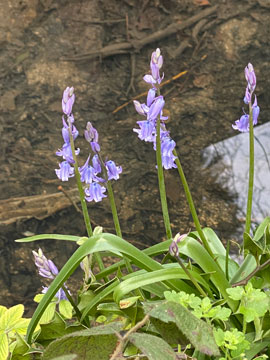 bluebells