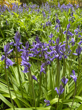 bluebells