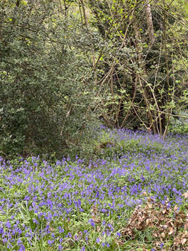 bluebells