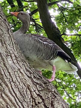 greylag