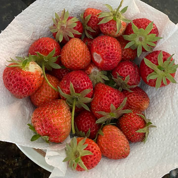 strawberries