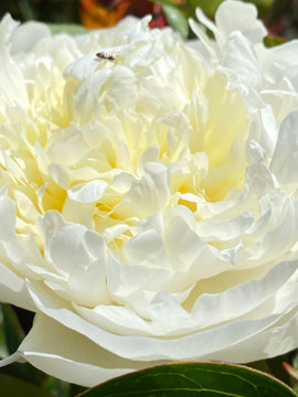 paeony
