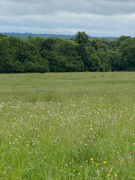 meadow