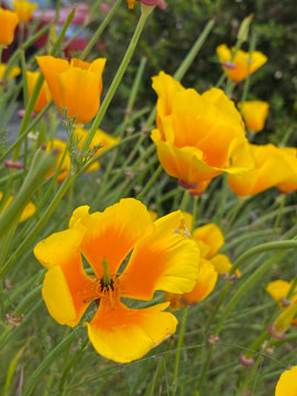 Cal poppies