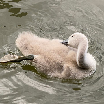 cygnet