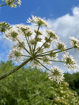 hogweed