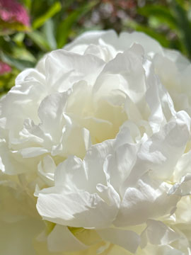 paeony