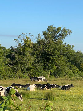 cows