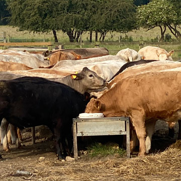 cows